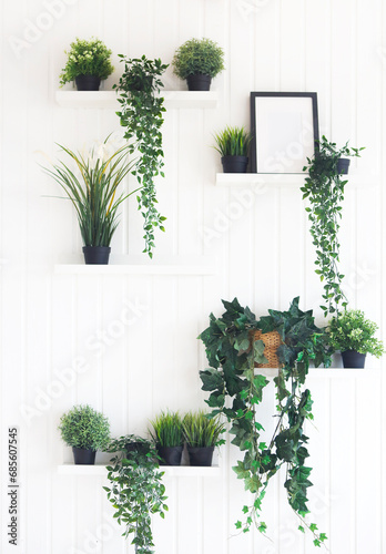 Green plants on shelves on white wall in the room