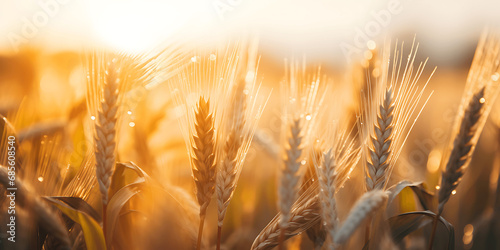 Campo de trigo al amanecer photo