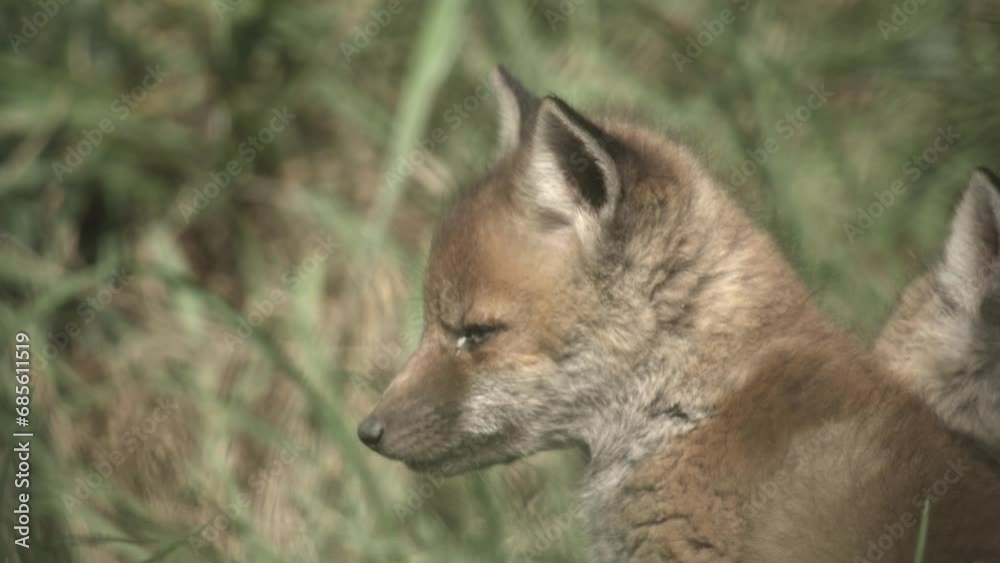 fox puppies in springtime fox puppies in springtime