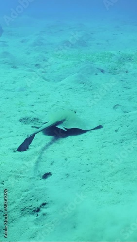 Vertical video, Сowtail Weralli stingray (Pastinachus sephen) swimming over sandy bottom on deep, Slow motion photo