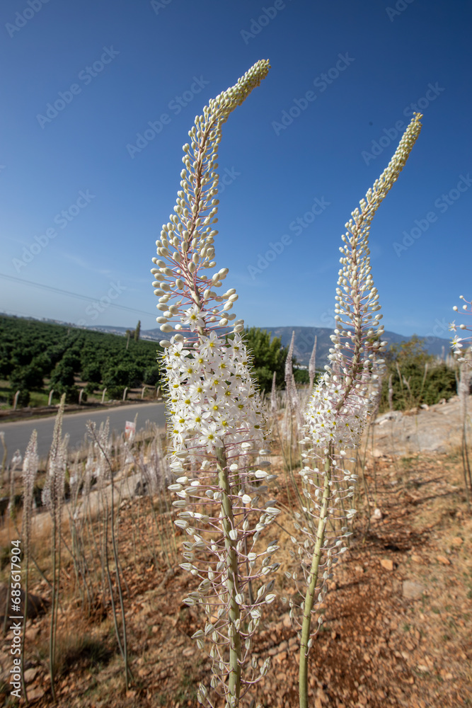 Drimia maritima, Sea onion, Sea Sage blooming in Antalya region, Turkey
