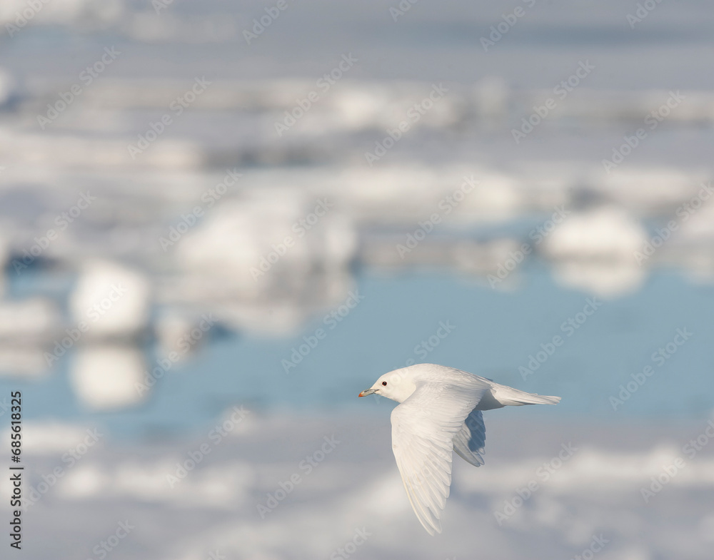 Ivory Gull, Pagophila eburnea