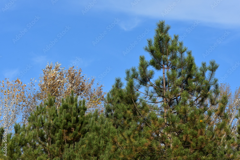 blue sky and pine tree