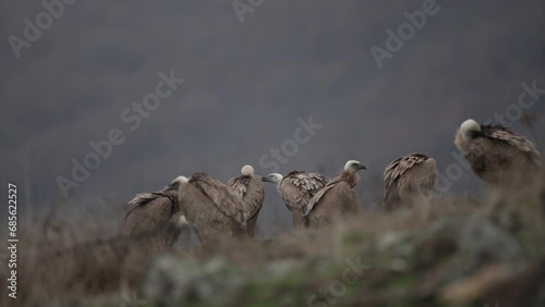 Eurasian griffon vulture is collecting dry grass for build the nest. Griffon vulture were reintroduce in Rhodope mountains. Groupe of vultures on the ground.  photo