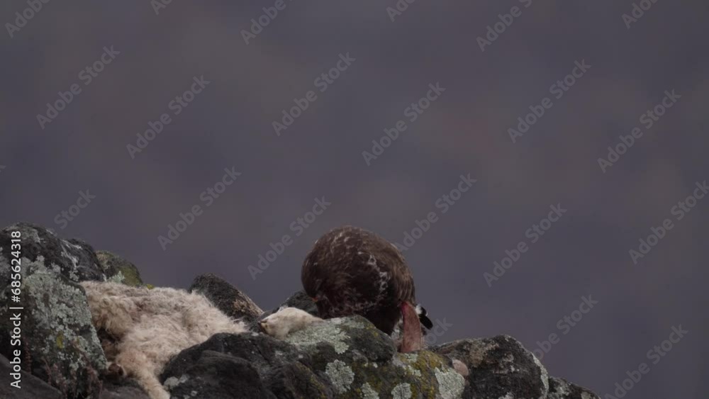 Common buzzard with its prey in Rhodope mountains. Buzzard is feeding on the ground. Brown bird with the food between rocks. Common buzzard with its prey in Rhodope mountains. Buzzard is feeding on the ground. Brown bird with the food between rocks.
