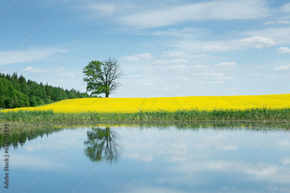 Fototapeta premium a tree among a rapeseed field against a blue sky background. European nature. 