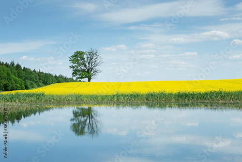 a tree among a rapeseed field against a blue sky background. European nature. 