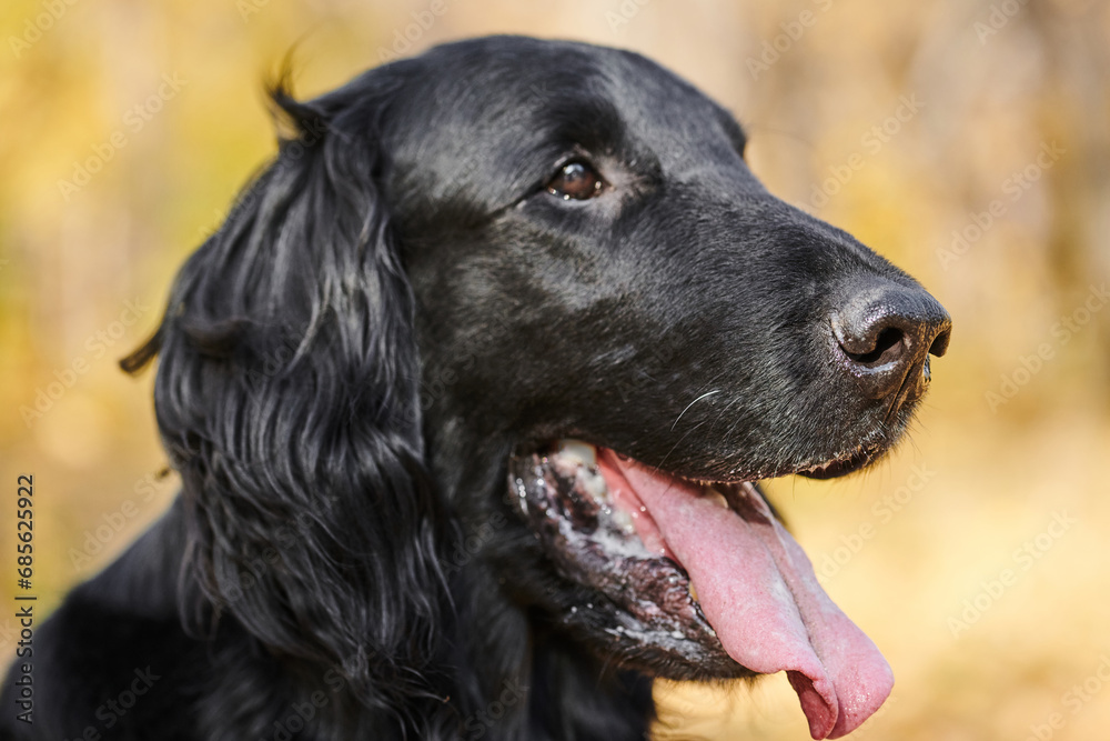 Portrait of black flat-coated retriever walking and playing in the autumn park, purebred dog against the backdrop of urban nature