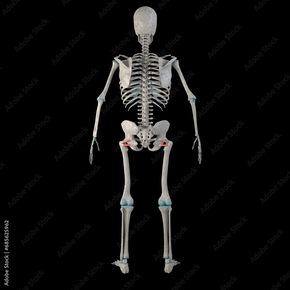 3d Illustration of Superior and Inferior Gemellus Muscles on Male Human Body 3d Illustration of Superior and Inferior Gemellus Muscles on Male Human Body
