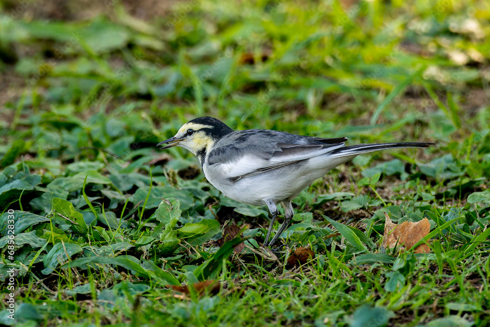 Obraz premium 地面を歩くハクセキレイ