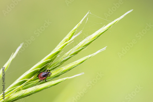 small common tick on a green grass with green background. Horizontal macro nature photograph. lyme disease carrier. photo