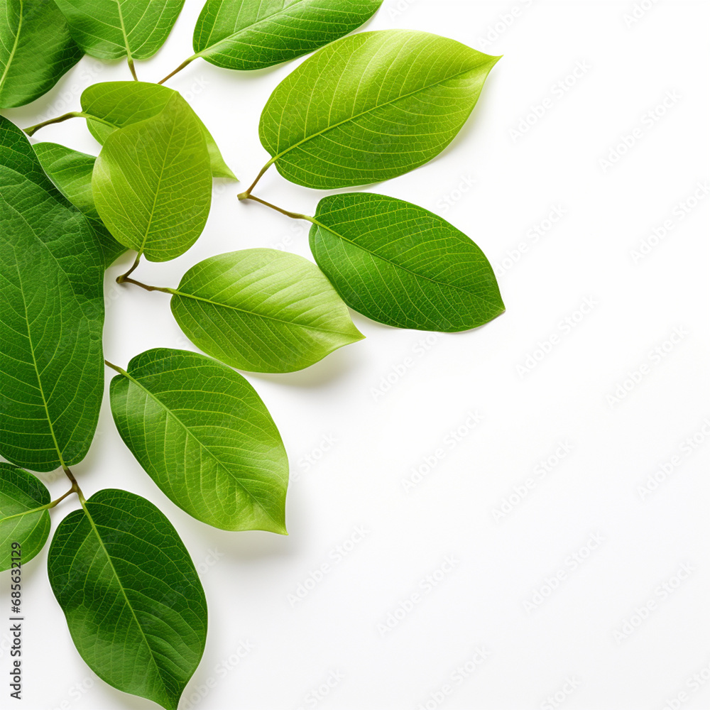 Fototapeta premium Green leaves isolated on white, ai technology