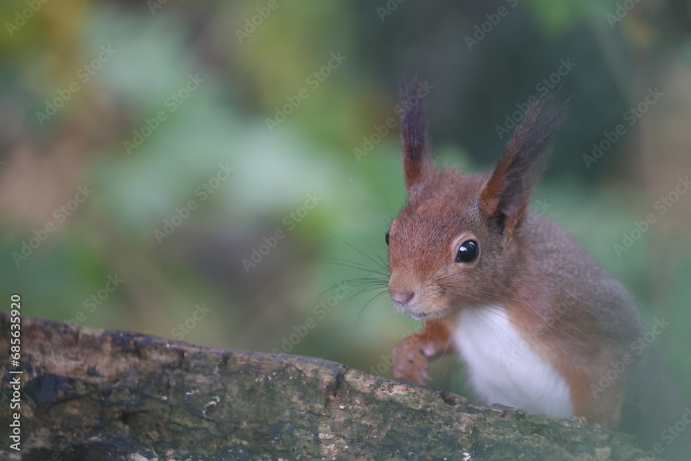 eurasian red squirrel in autumn colored woodland eurasian red squirrel in autumn colored woodland