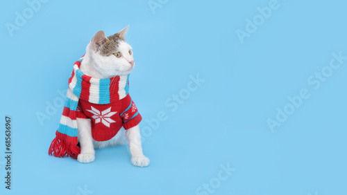 Cute cat in Xmas jumper. Funny kitten wearing warm sweater and red scarf. Greeting card. Poster. Beautiful kitten. New Year party. Christmas Cat dressed in red sitting in front of blue background.  © Mariia