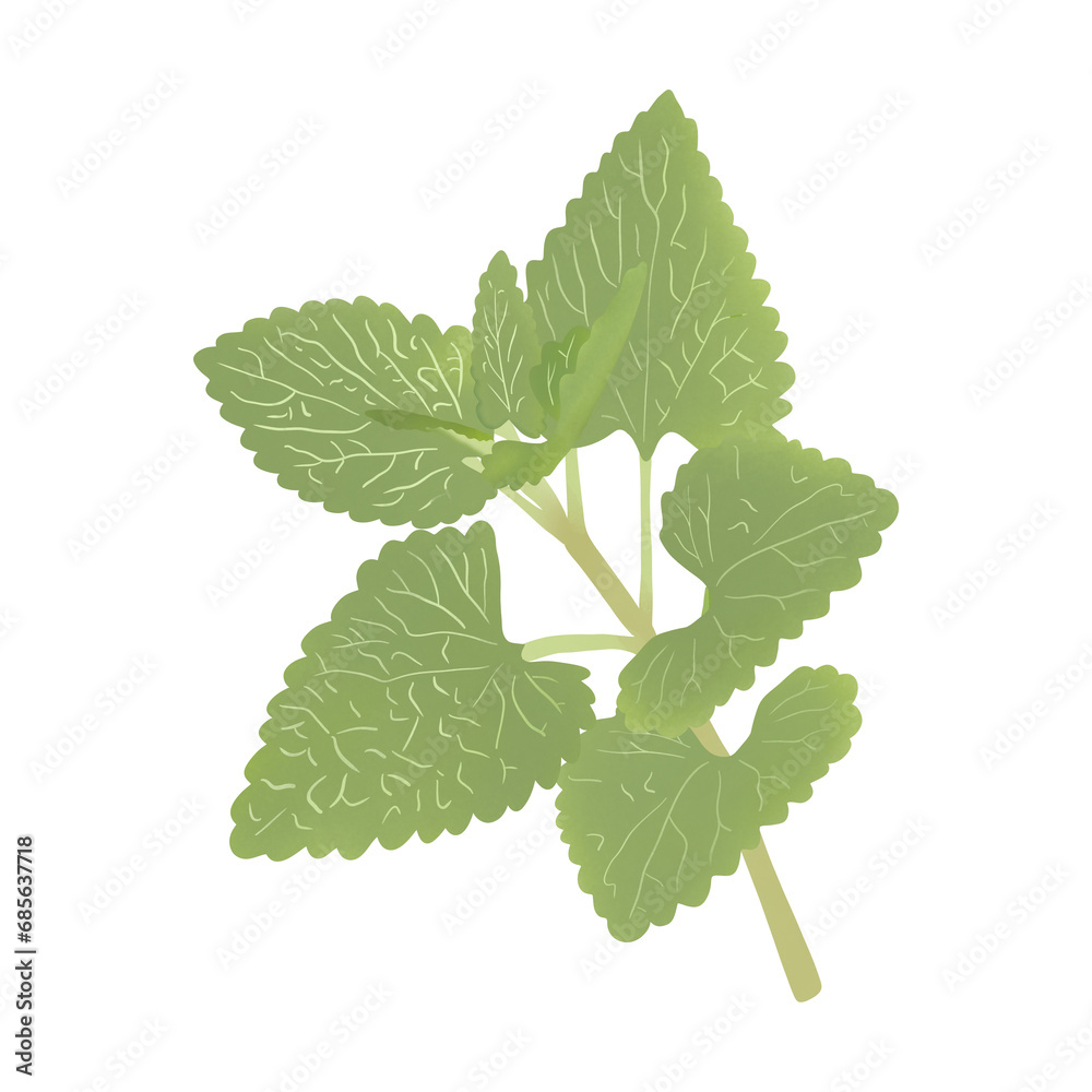 Fototapeta premium Nepeta cataria, commonly known as catnip, catswort, or catmint.Useful natural healthy food and diet.Illustration Cartoon Design On White Background.
