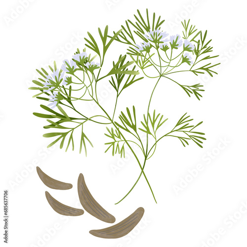 Green cumin branch and caraway seeds.Illustration Cartoon Design On White Background.