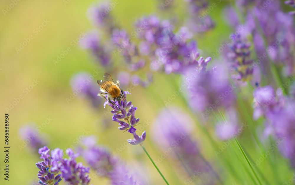 .lavender blooming in a garden with an honey bee flying next to flower. .lavender blooming in a garden with an honey bee flying next to flower.