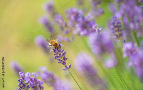 .lavender blooming in a garden with an honey bee flying next to flower.