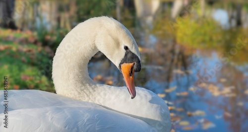 Fototapeta Naklejka Na Ścianę i Meble -  close-up of a beautiful swan at the water’s edge with bent neck
