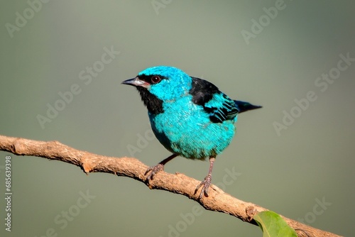 A male Blue Dacnis (Dacnis cayana) photo