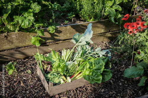 Crate of freshly picked vegetables standing in vegetable garden photo