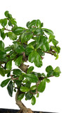 bonsai close up