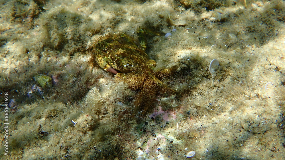 Yellow crab or warty crab (Eriphia verrucosa) undersea, Aegean Sea, Greece, Halkidiki