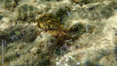 Yellow crab or warty crab  Eriphia verrucosa  undersea  Aegean Sea  Greece  Halkidiki