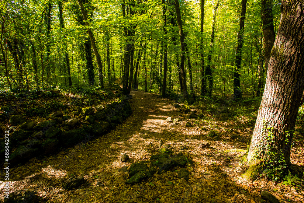Fototapeta premium Spring sunrise in La Fageda D En Jorda Forest, La Garrotxa, Spai