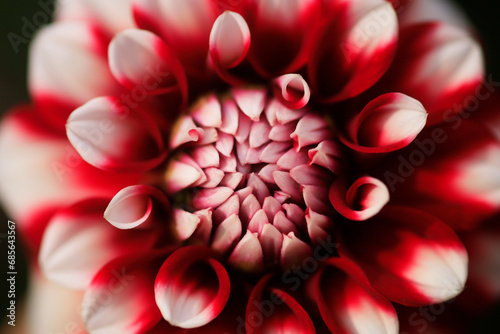 Petals of red blooming dahlia photo