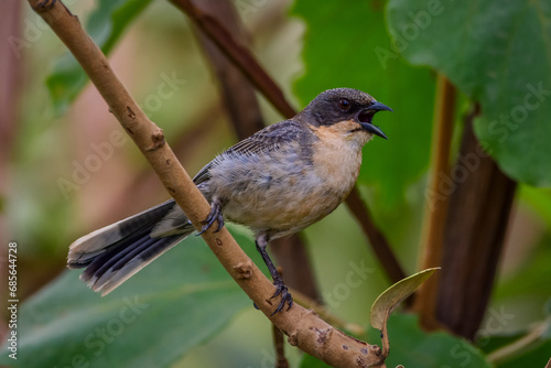 Cinereous Warbling-Finch (Microspingus cinereus)