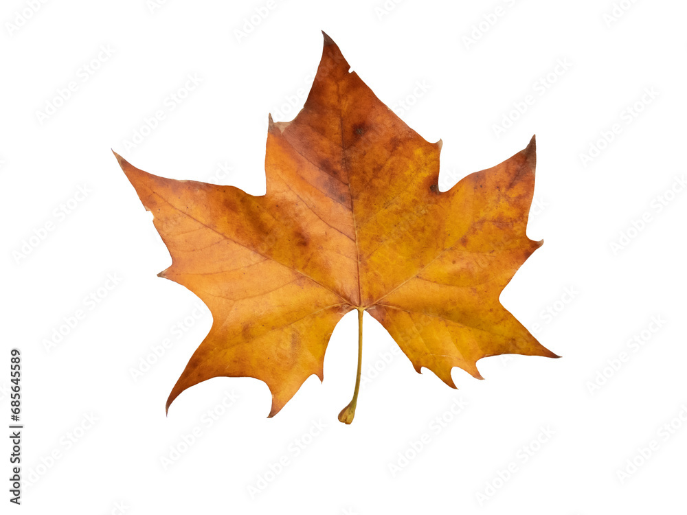 Plane tree autumn dry brown leaf flat lay isolated transparent png. Platanus orientalis or Old World sycamore fall foliage. Plane tree autumn dry brown leaf flat lay isolated transparent png. Platanus orientalis or Old World sycamore fall foliage.