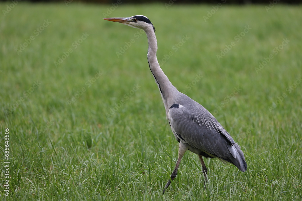 Fototapeta premium grey heron on a meadow hunting for mice