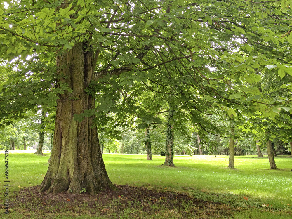 Large oak tree, Londra, Inghilterra