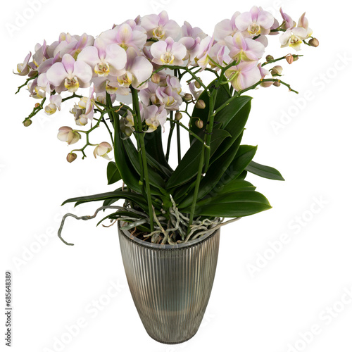 mini pink orchids