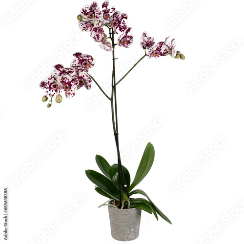 pink orchid isolated on white