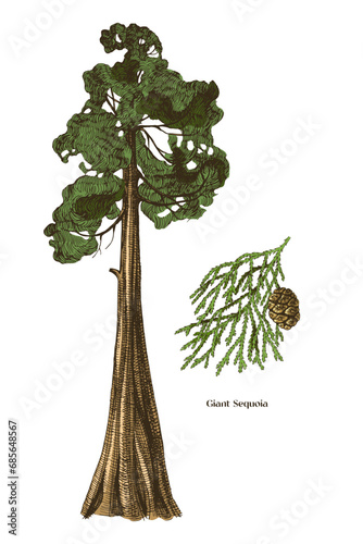 Giant sequoia tree and branch vector