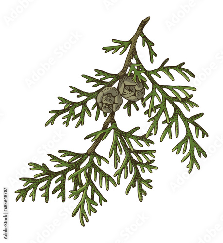 Italian cypress tree branch vector