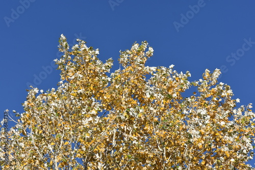 golden leaves on top of tree against blue sky