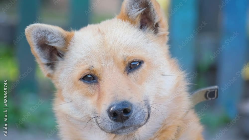 Close-up portrait of a beautiful red-haired dog. The dog is smiling Close-up portrait of a beautiful red-haired dog. The dog is smiling