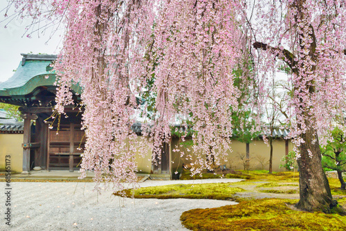 京都 高台寺の美しいしだれ桜　コピースペースあり（京都府京都市）Beautiful weeping cherry blossoms at Kodaiji Temple in Kyoto with copy space (Kyoto City, Kyoto Prefecture, Japan) photo