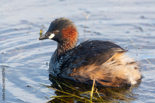 Little Grebe or Dabchick (Tachybaptus ruficollis) in wetland habitat, Wilderness, Western Cape, South Africa