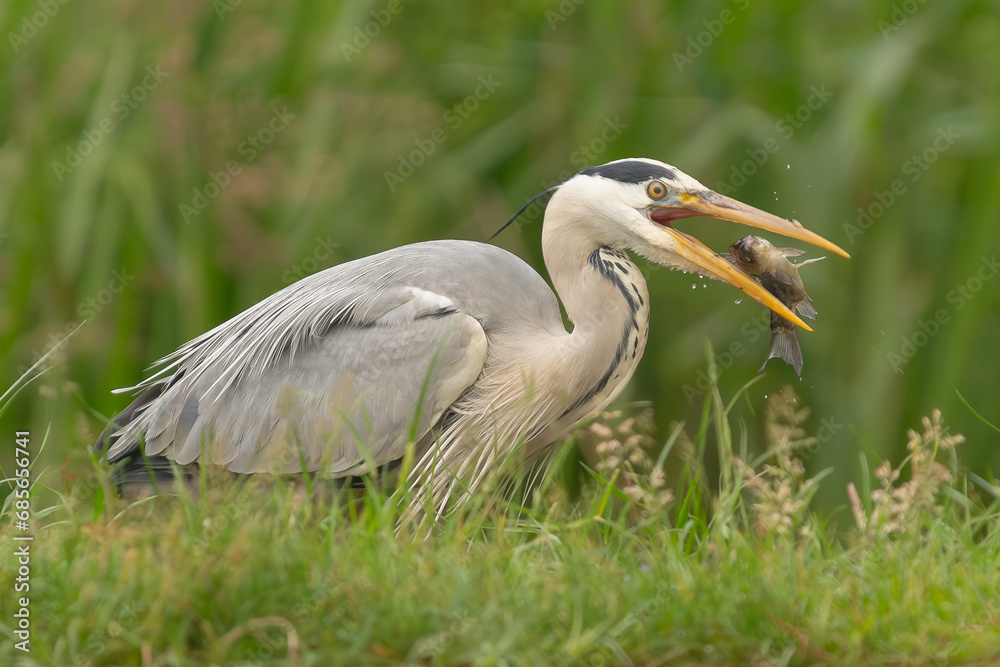 Fototapeta premium Grey heron - Ardea cinerea with fish in open beak on green background. Photo from Milicz Ponds in Poland.