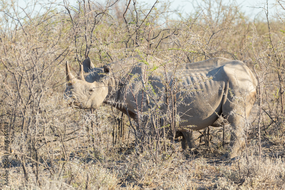 Fototapeta premium Selective focus view of female black rhinoceros with ribs showing walking and feeding among small trees in the afternoon, Etosha National Park, Namibia