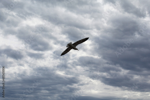 natural background thunderstorm clouds on a bird in the sky