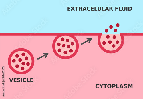 Exocytosis process. Cell transports particles out of the cell. Active and bulk transport mechanism that requires energy. Fusion of secretory vesicles with the plasma membrane. Vector illustration.  photo