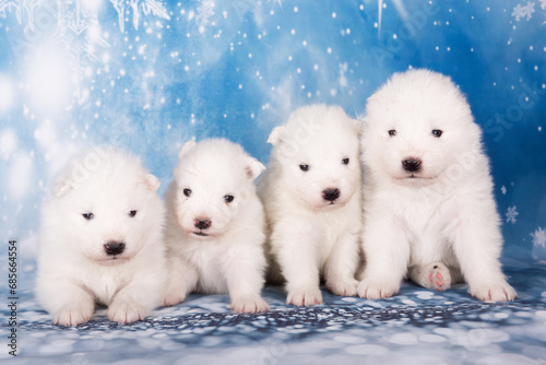 Four puppies. White fluffy small Samoyed puppies dogs are sitting on blue background