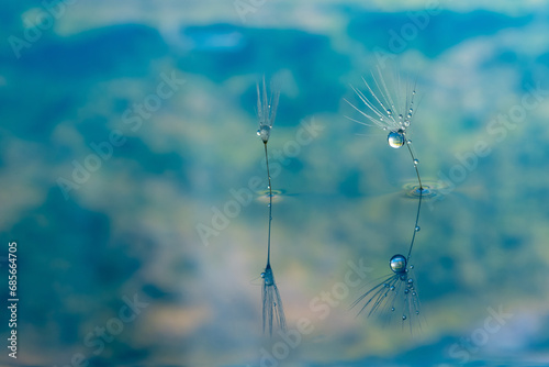 Dandelion flower seed with dew drops close up.