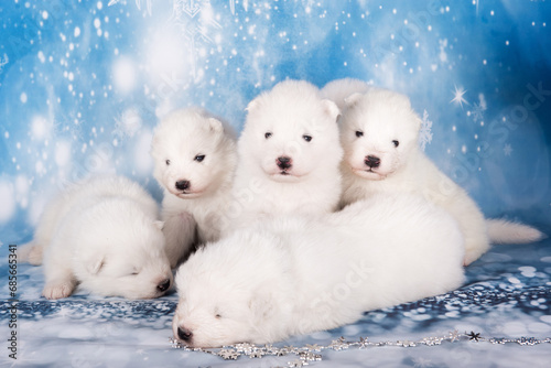 Puppies. White fluffy small Samoyed puppies dogs are sitting on blue background