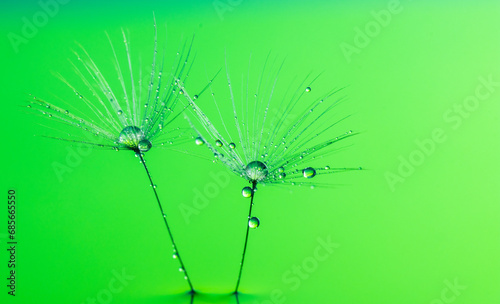 Dandelion flower seed with dew drops close up.